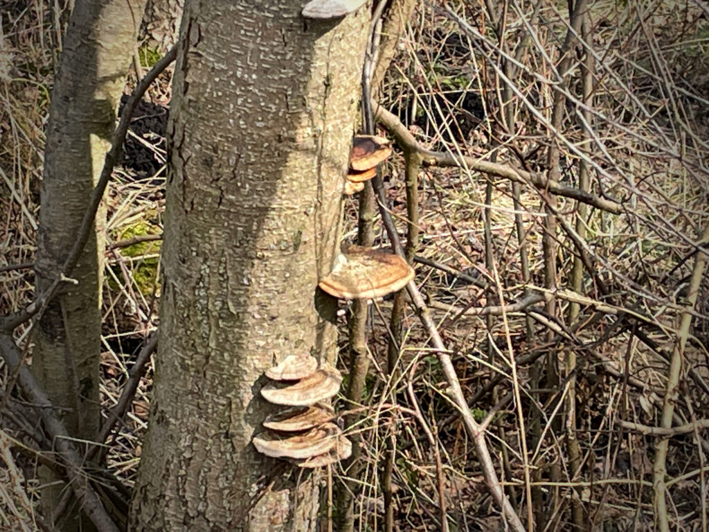 Zdjęcie: grzyby (huby) na żywym drzewie. 