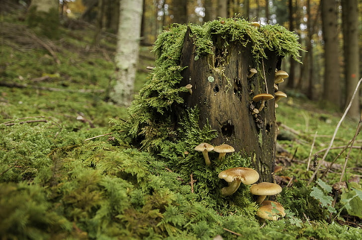 Zdjęcie: grzyby na pieńku w lesie. 
