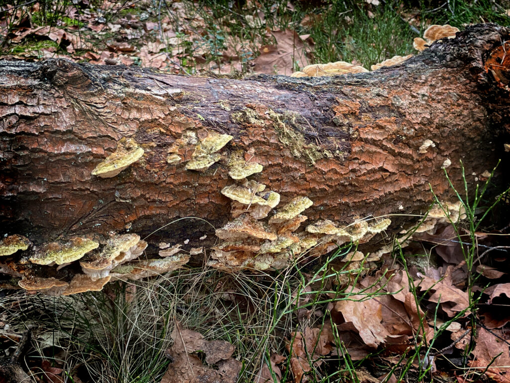 Zdjęcie: zwalone drzewo pokryte grzybami. 