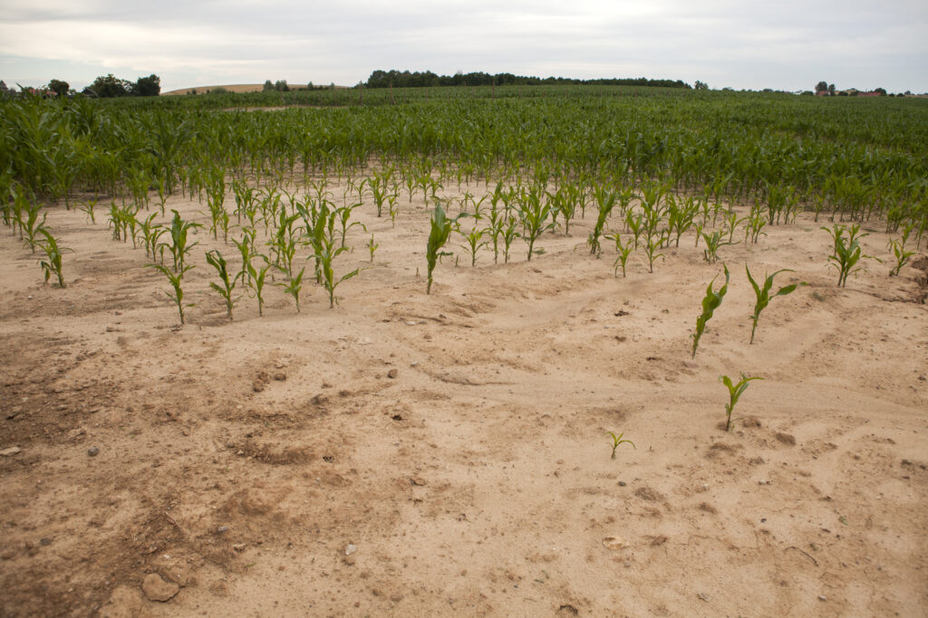 Zdjęcie: susza w Polsce, pole kukurydzy częściowo przysypane piaskiem, rzadkie rośliny. 