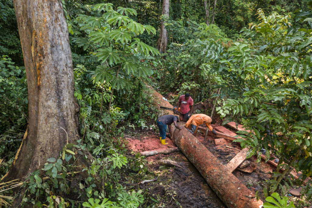 Zdjęcie: wycinka drzew w Kongo.