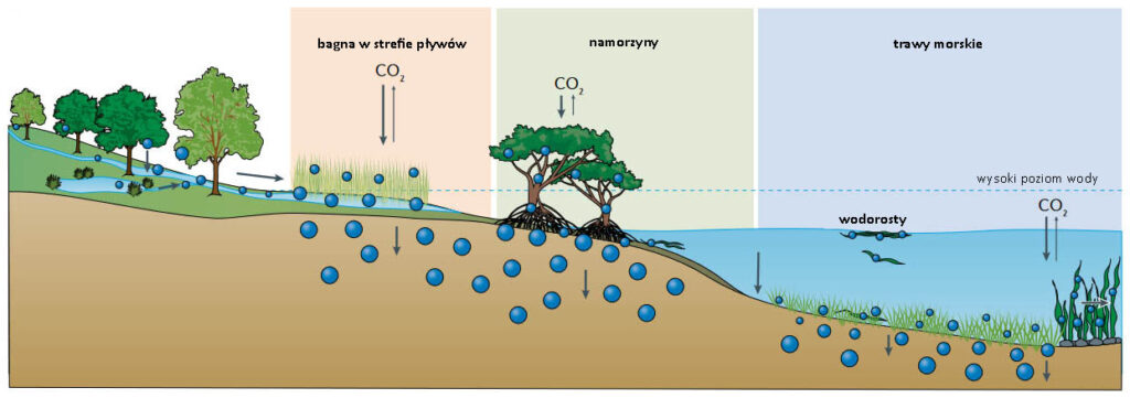 Schemat: elementy i procesy krążenia "błękitnego węgla". 