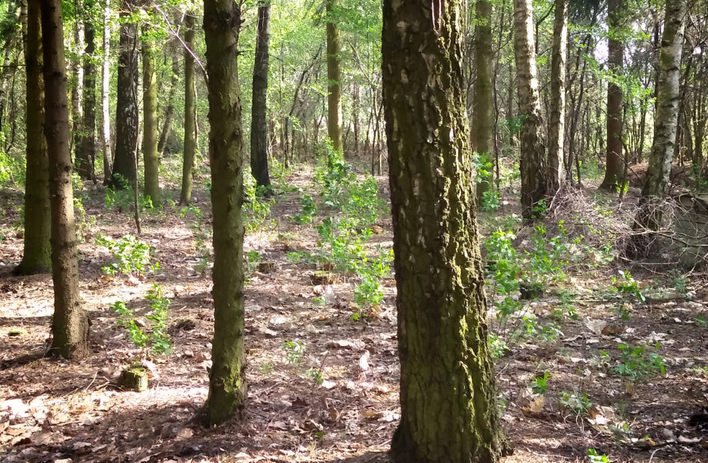 Zdjęcie: las hodowlany, widoczne pnie regularnie rozstawionych drzew, niewielkie ilości podszycia.