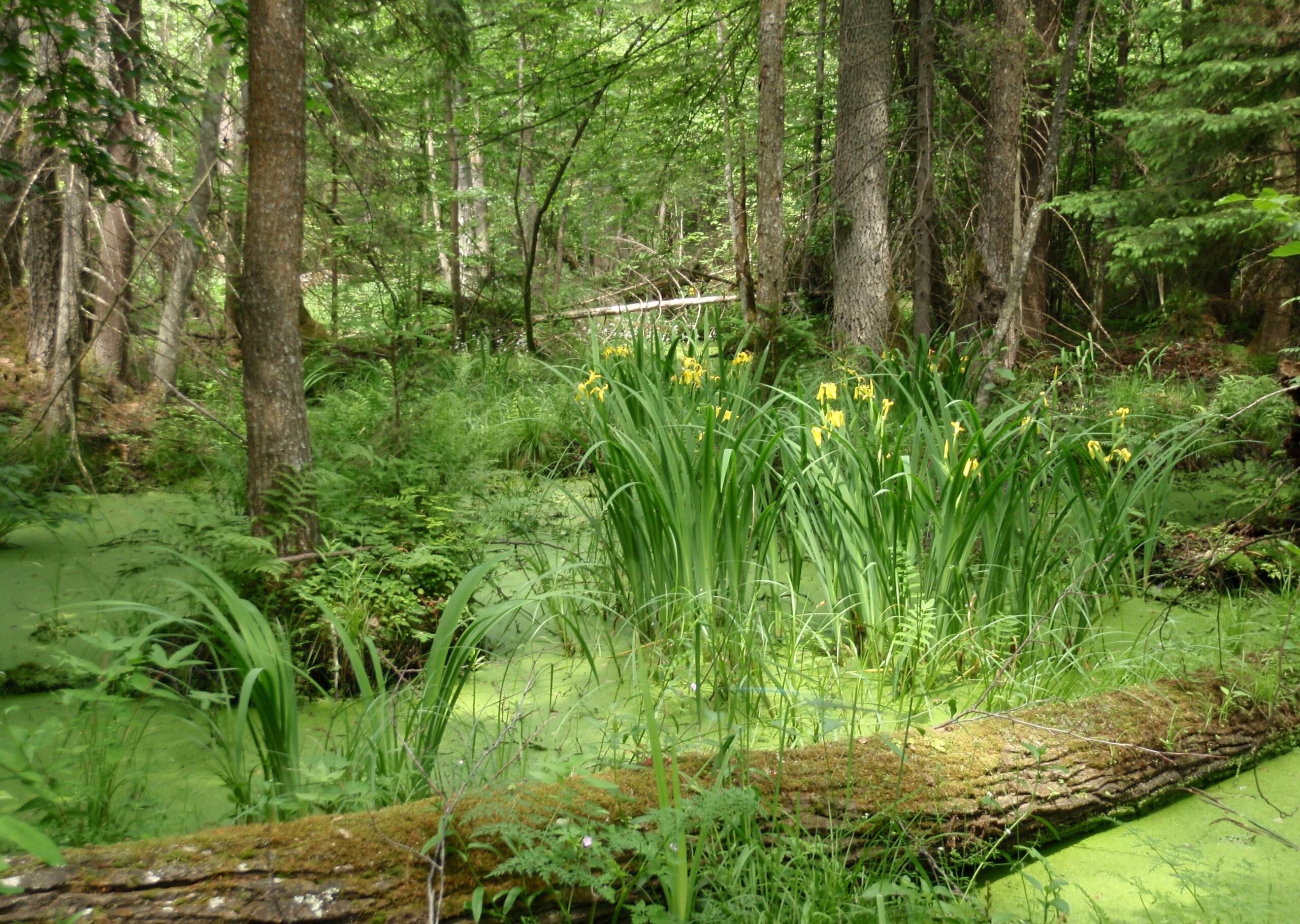 Zdjęcie: podmokły las, widać dużo intensywnie zielonych roślin, na pierwszym planie kłoda drewna porastana przez rośliny.