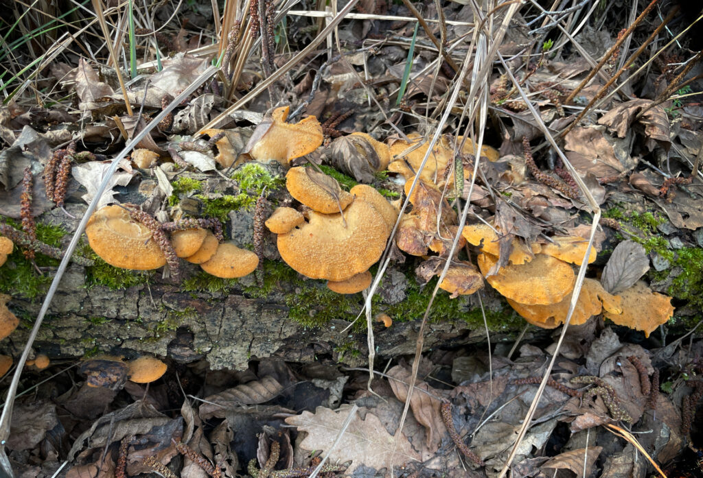 Martwe drzewo - kawałek leżącego pnia pokryty mchem i jaskrawymi kapeluszami grzybów.