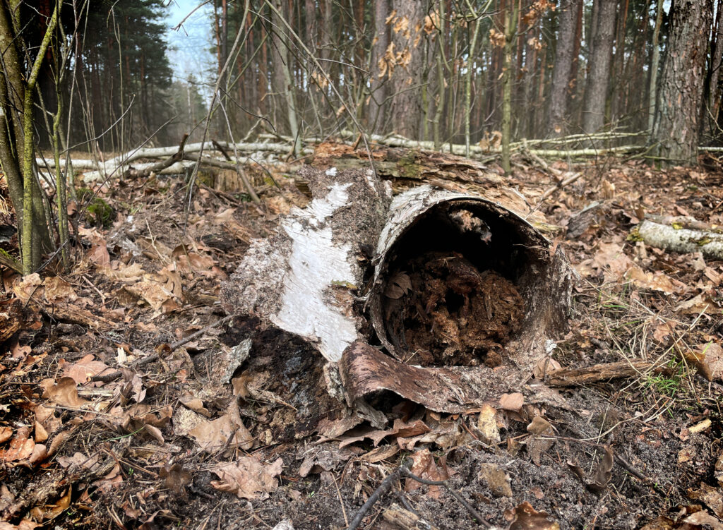 Zdjęcie: martwe drewno w lesie. Widać przekrój przez fragment leżącego pnia, którego wnętrze jest kompletnie zmurszałe, otacza je skorupa kory brzozowej. 