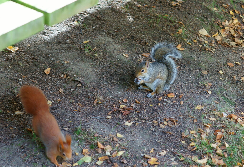 Zdjęcie dekoracyjne - ruda i szara wiewiórka. 