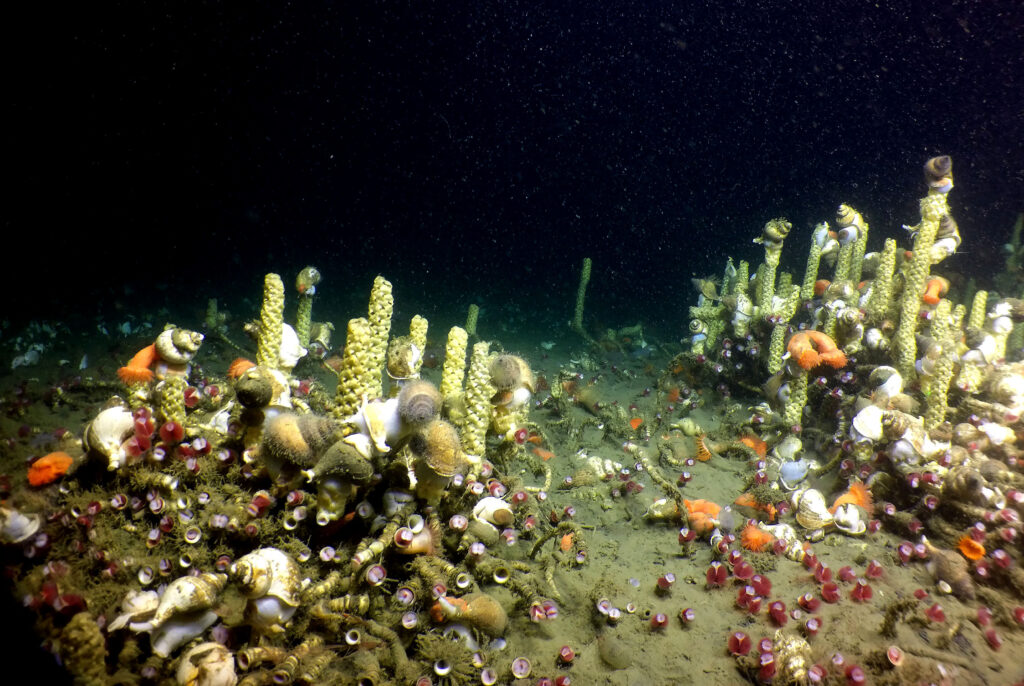 Zdjęcie dekoracyjne: ślimaki na dnie oceanu. 