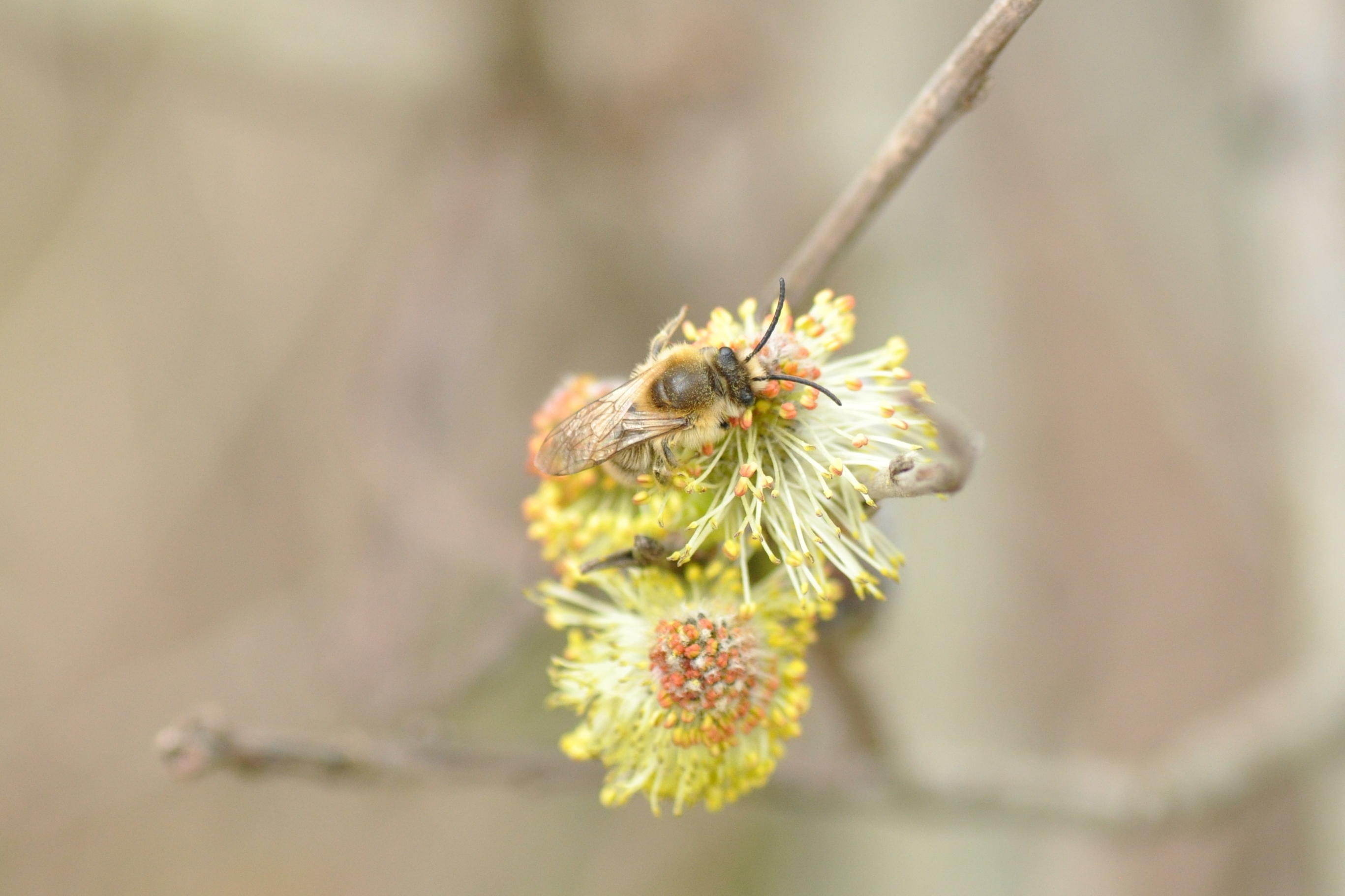 Ocieplenie klimatu i dzikie pszczoły (część 2)