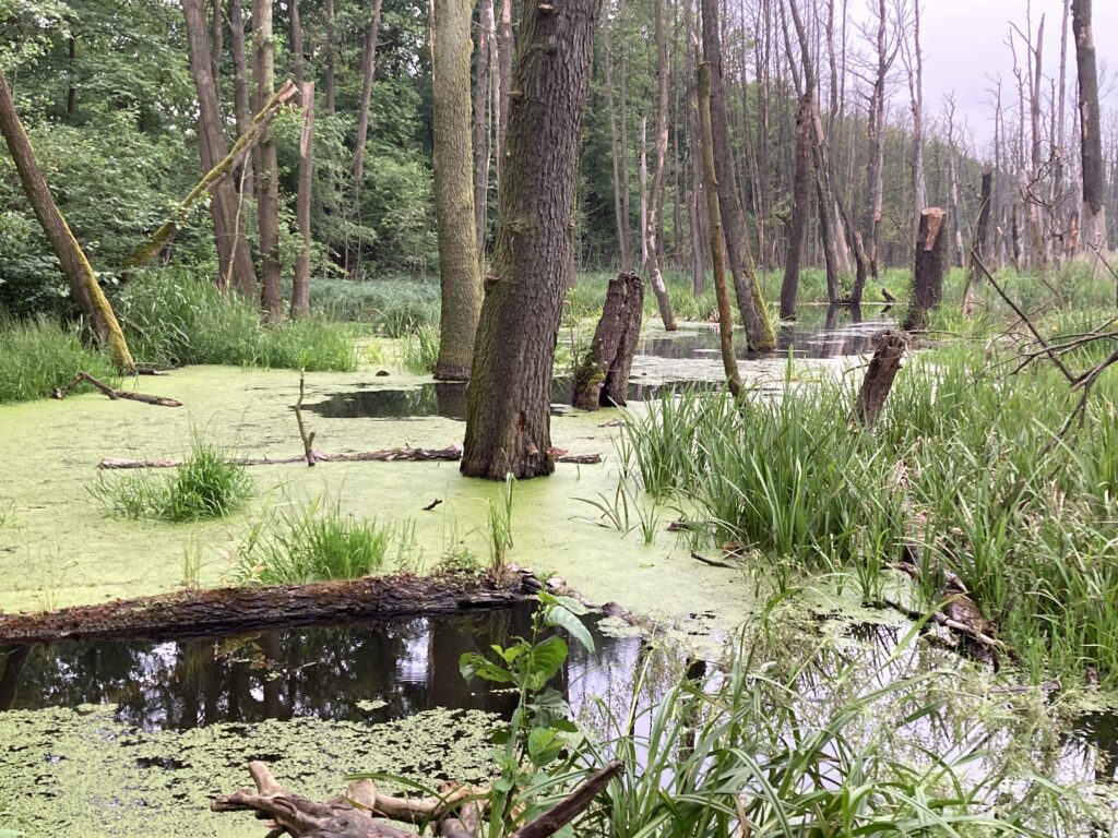 Zdjęcie: tereny podmokłe, Bogdanka, Poznań. 