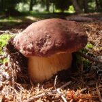 Po co drzewom grzyby?