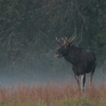 Dokąd migrują zwierzęta w ocieplającym się klimacie? Czy wszystkim się udaje?