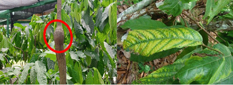 Zdjęcie: ślady choroby spęczniałych pędów kakaowca. 