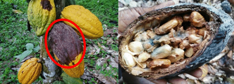 Zdjęcie: objawy czarnej zgnilizny strąków kakaowca.