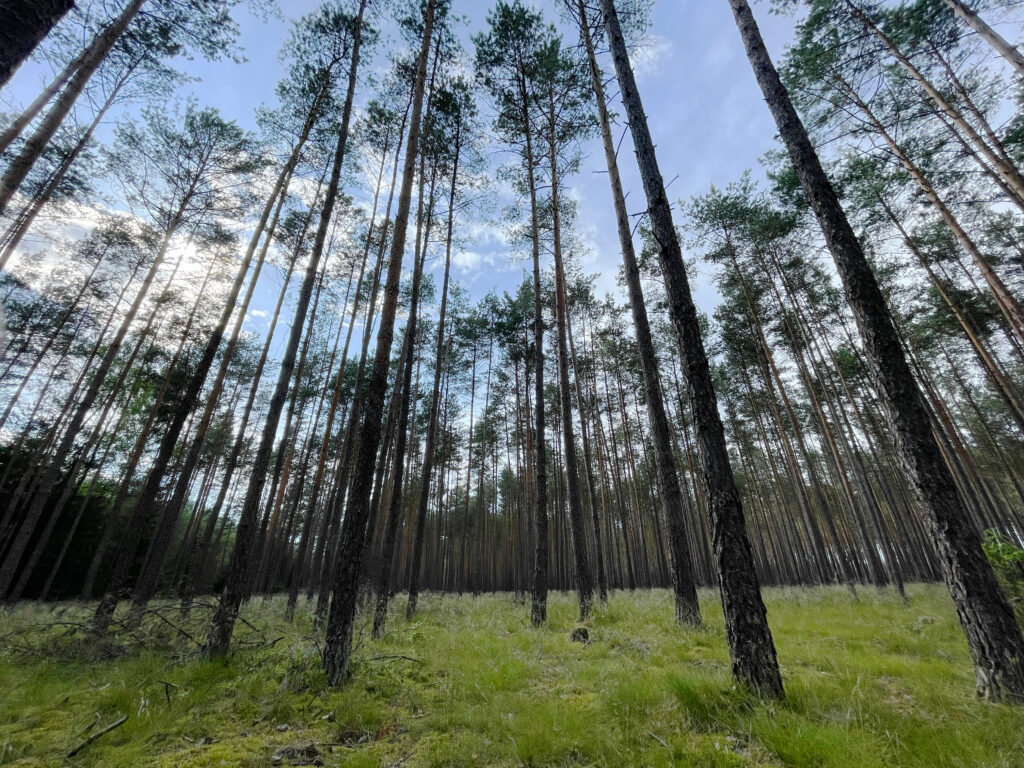 Zdjęcie dekoracyjne: las gospodarczy. 