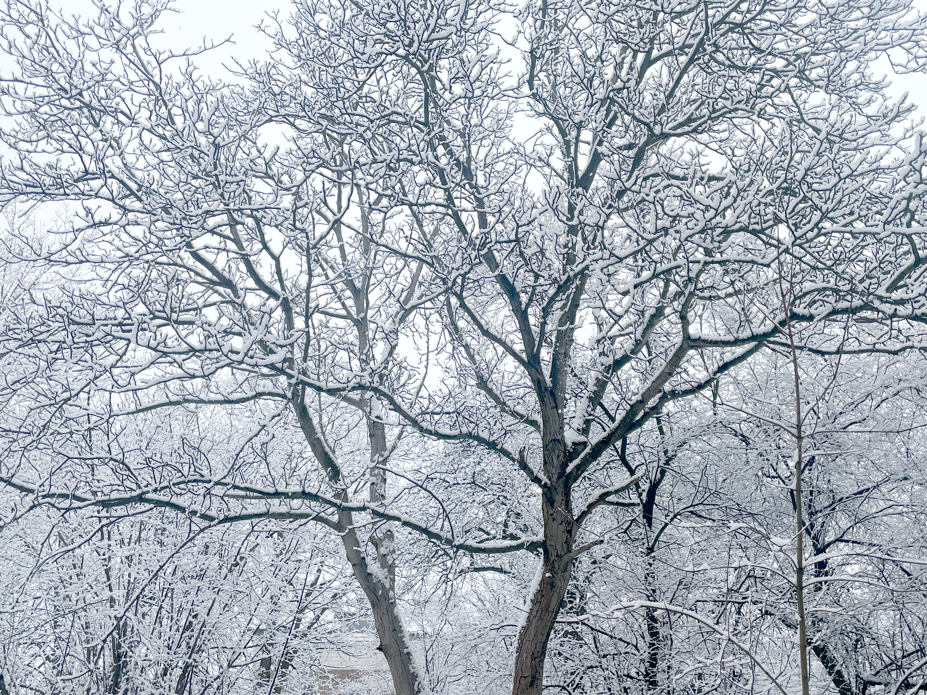 Niech styczeń 2026 Was nie zmyli. Globalne ocieplenie zabiera Polsce śnieg. Jak szybko? [WYWIAD]