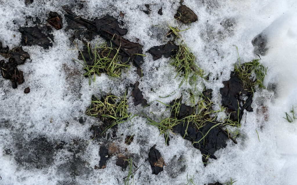 Zdjęcie: topniejący śnieg na trawie.