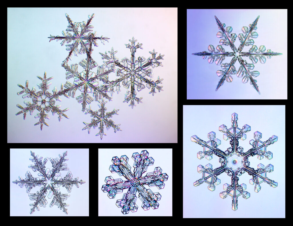 Zdjęcia mikroskopowe: płatki śniegu. 