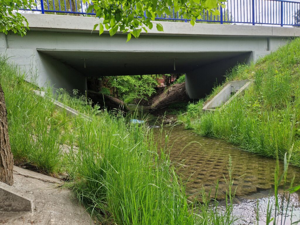 Zdjęcie: rzeka Garliczka przy niskim stanie wód. 