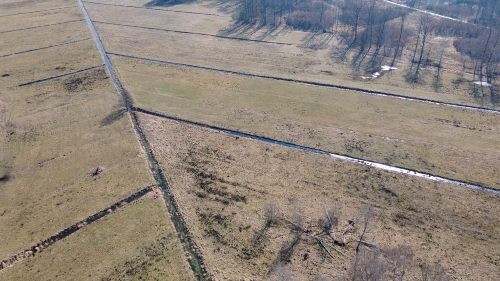 Zdjęcie dronowe: ponowne nawadnianie torfowiska Messy. Widać teren bez drzew, poprzecinany rowami wypełnionymi wodą. 