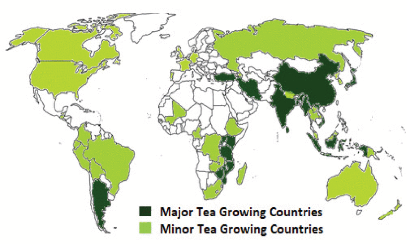 Mapa: kraje będące dużymi i pomniejszymi producentami herbaty.