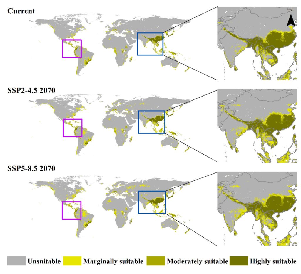 Zestaw map pokazujących lokalizacje z dobrymi i słabymi warunkami dla upraw herbaty obecnie oraz w różnych scenariuszach zmiany klimatu w latach 2070.