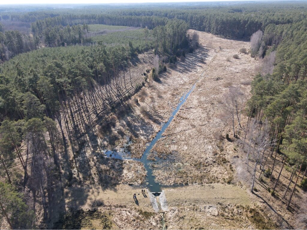 Zdjęcie dronowe: Ponownie nawadniane torfowisko, Nadleśnictwo Woziwoda. Widać teren z wypełnionym wodą rowem między drzewami. 