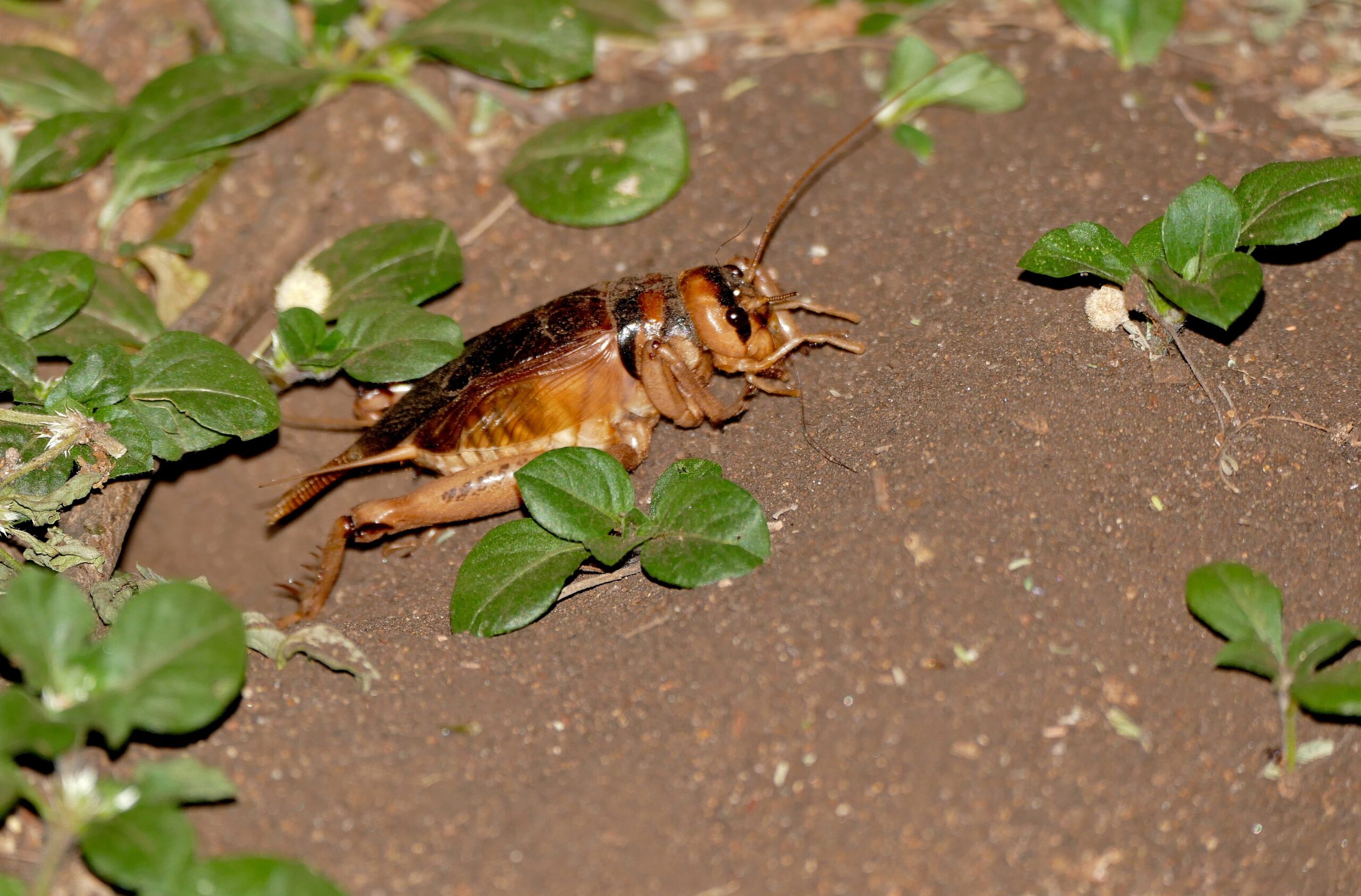 Zdjęcie dekoracyjne: świerszcz Brachytrupes membranaceus 