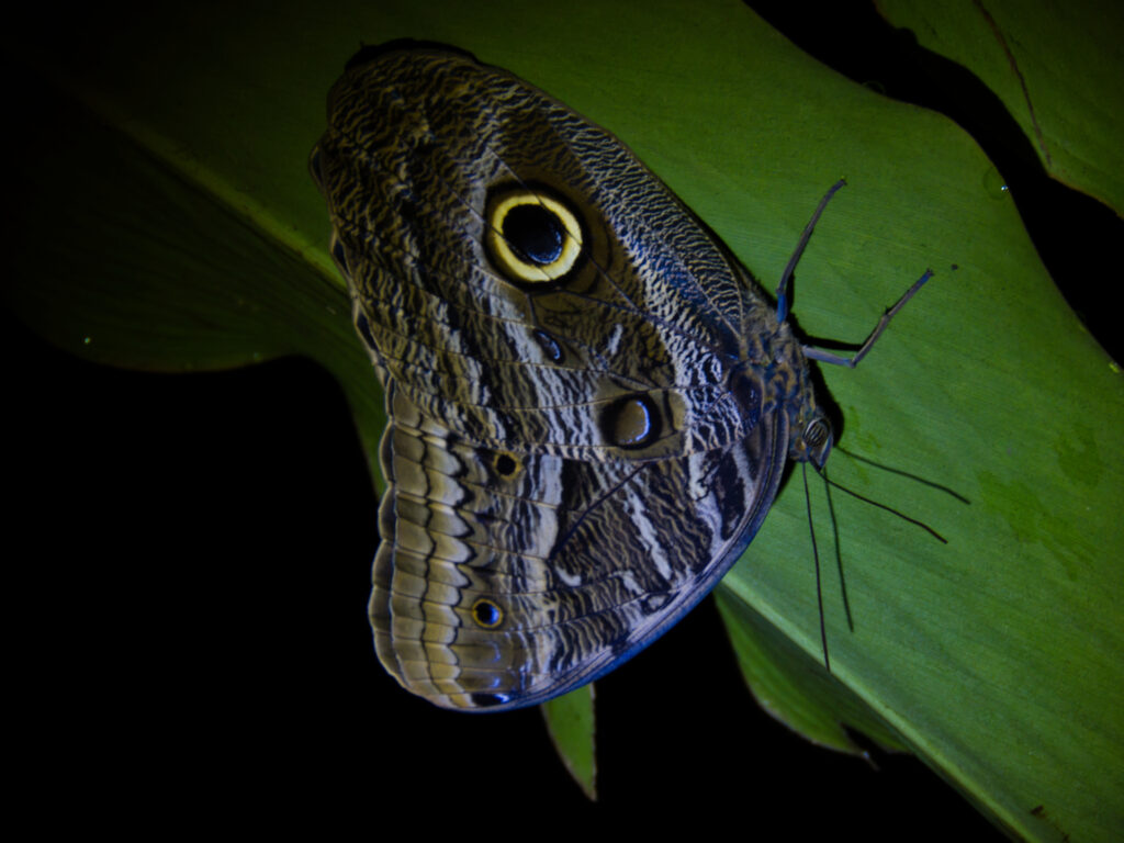 Zdjęcie dekoracyjne: motyl tropikalny z Ameryki Południowej.
