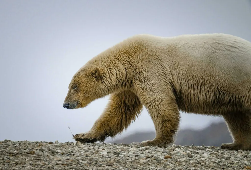 Niedźwiedż polarny