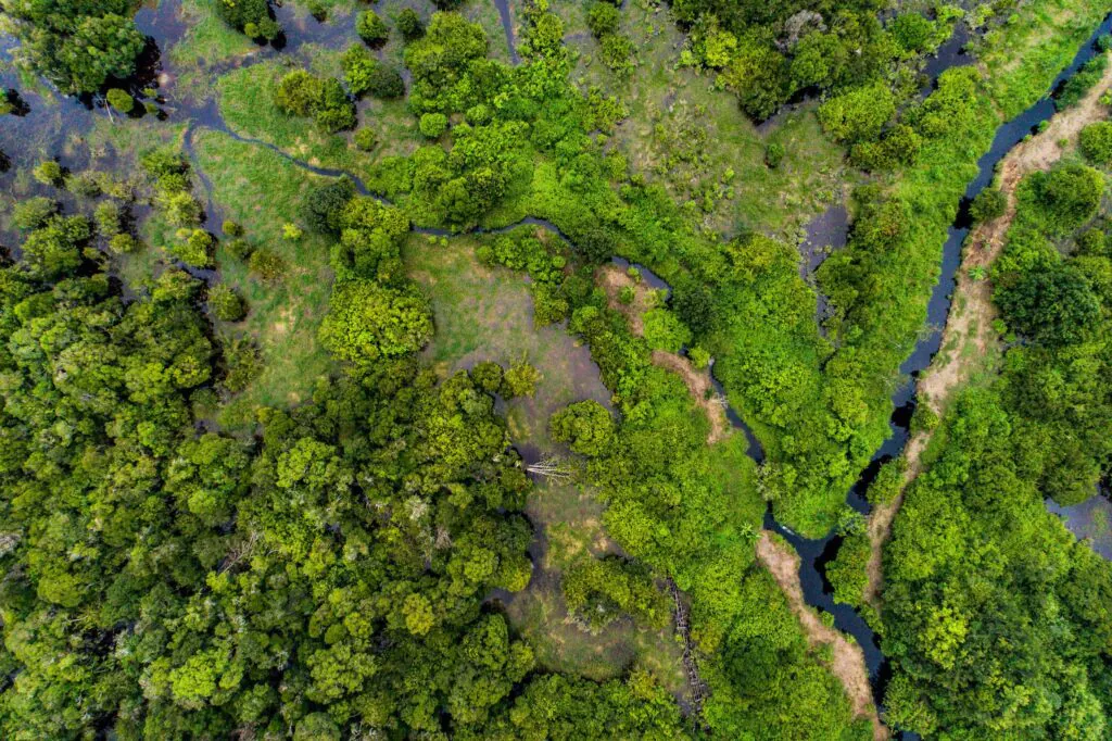 Zdjęcie: Podmokły las w Indonezji widziany z lotu ptaka. Widać korony drzew poprzerywane plamami wody.