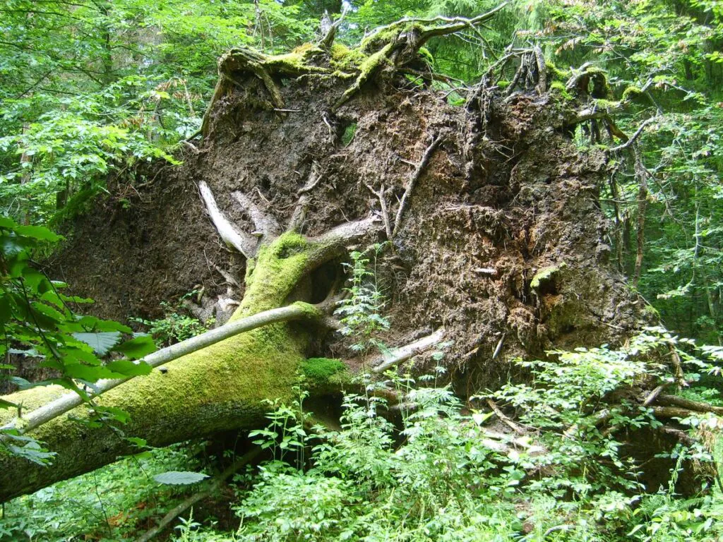 Zdjęcie: zwalone drzewo w lesie, pień pokryty mchem, widoczne wyrwane z ziemi korzenie.