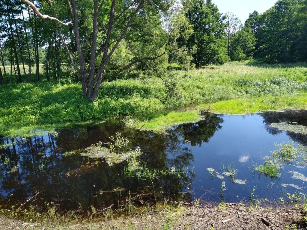  Zdjęcie: mały zbiornik wodny otoczony trawą, krzakami i drzewam