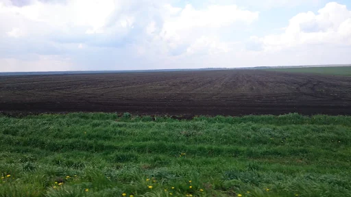 Zdjęcie: zaorane torfowiska. Płaski krajobraz, na pierwszym planie trawa, dalej czarna, równa ziemia. Autor: Wiktor Kotowski. 