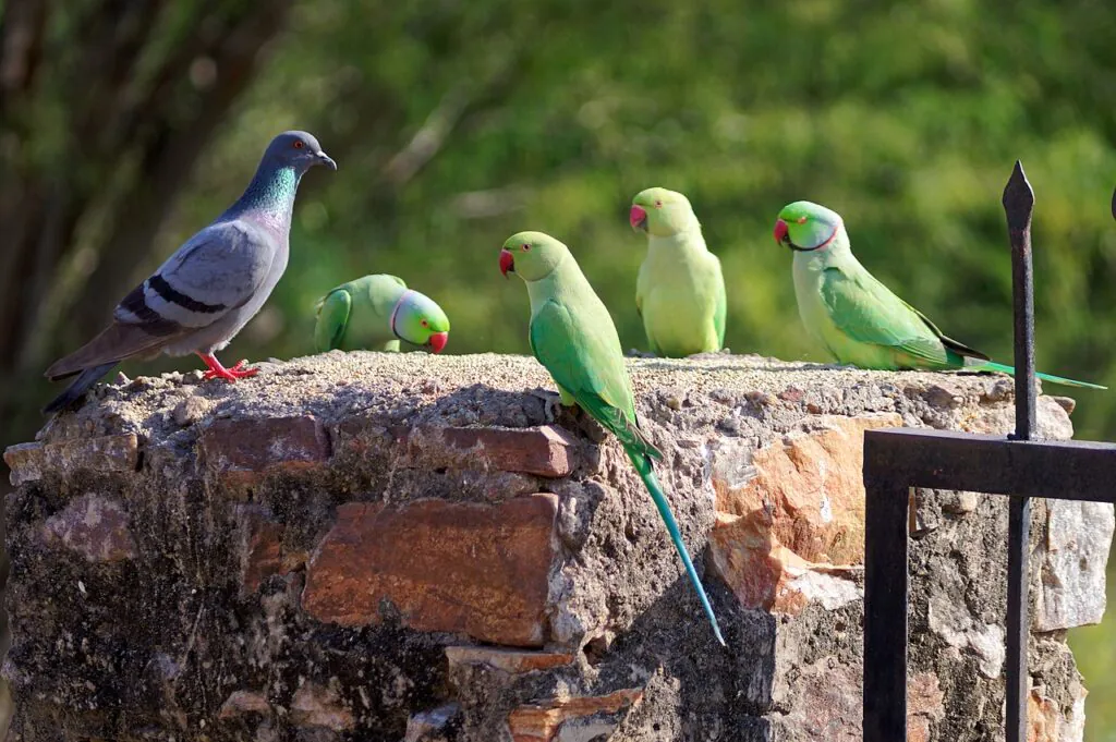 Zdjęcie: aleksandretty obrożne, zielone ptaki z czerwonymi „obróżkami”. 