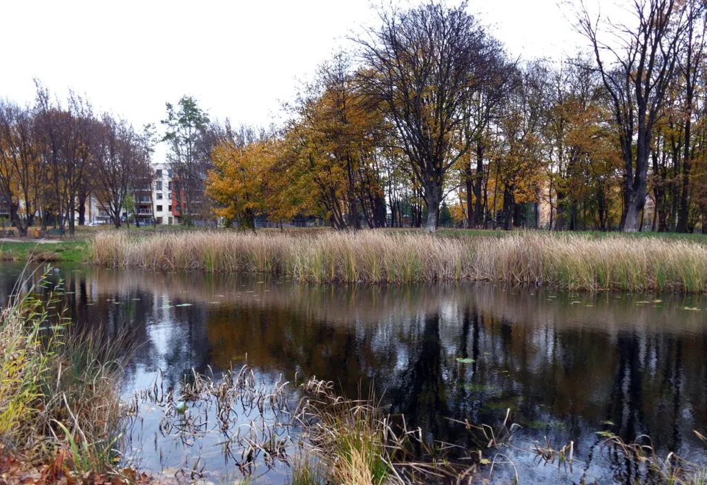 Błękito-zielona infrastruktura. Zdjęcie przedstawia rzekę Sokołówkę w Łodzi. Widać porośnięty trzciną brzeg, dalej drzewa, w tle bloki mieszkaniowe.