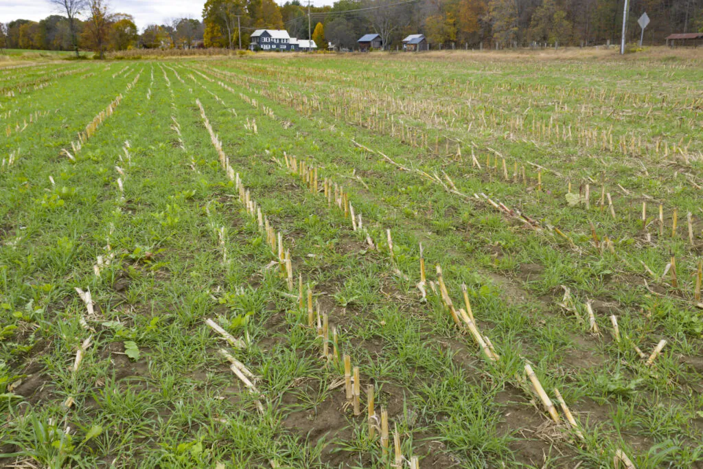Mitygacja zmiany klimatu w rolnictwie. Zdjęcie: międzyplon, na polu widać resztki po kukurydzy, między nimi zielone źdźbła.