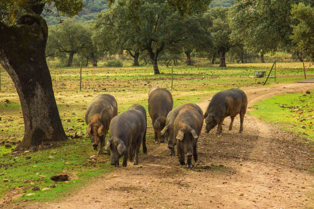 Zdjęcie: agroekologia: stado świń pod dębem.