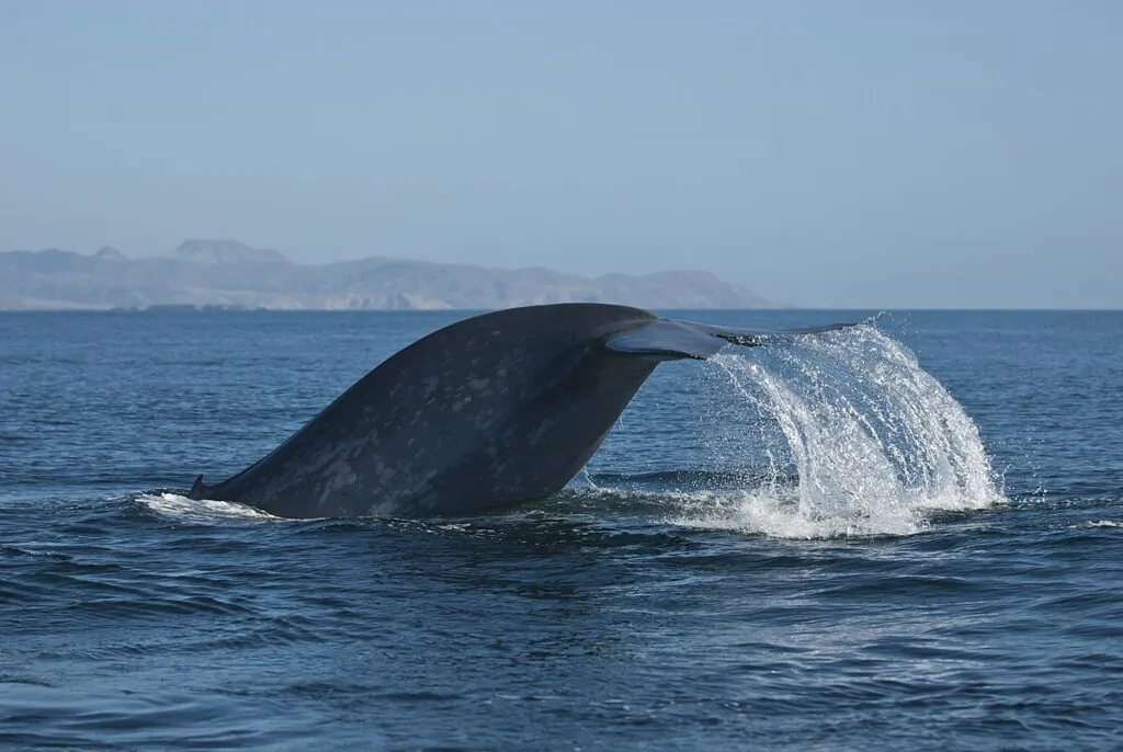 Zdjęcie: Ogon płetwala błękitnego wystający z morza. 