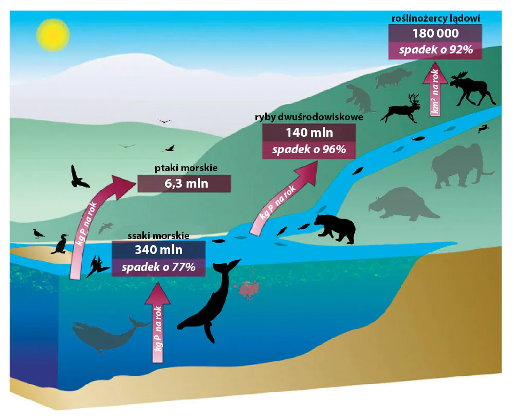 Udział zwierząt w obiegu składników odżywczych, wymiana między morzem i lądem. 