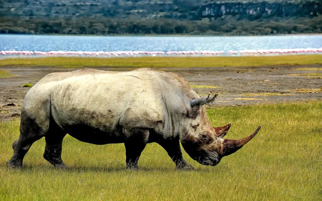 Zdjęcie: nosorożec biały.