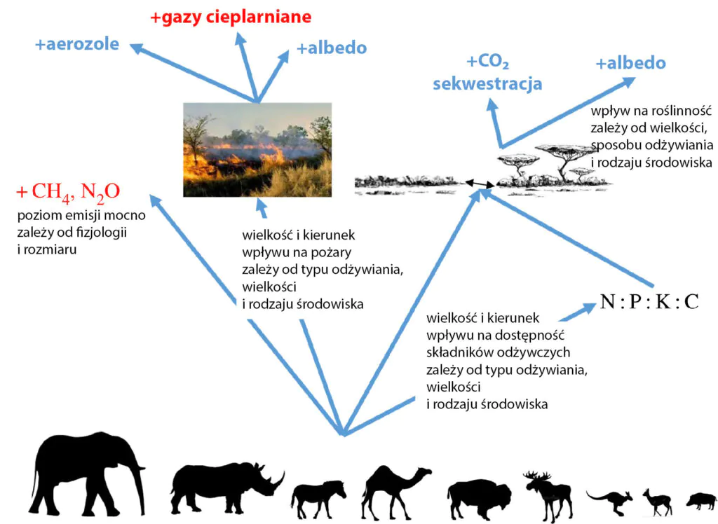 Schemat: wpływ dużych zwierząt na klimat - mechanizmy. 