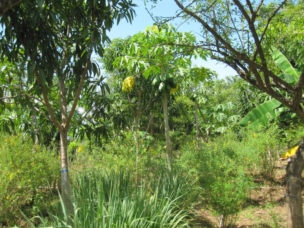 Tropikalny ogród leśny