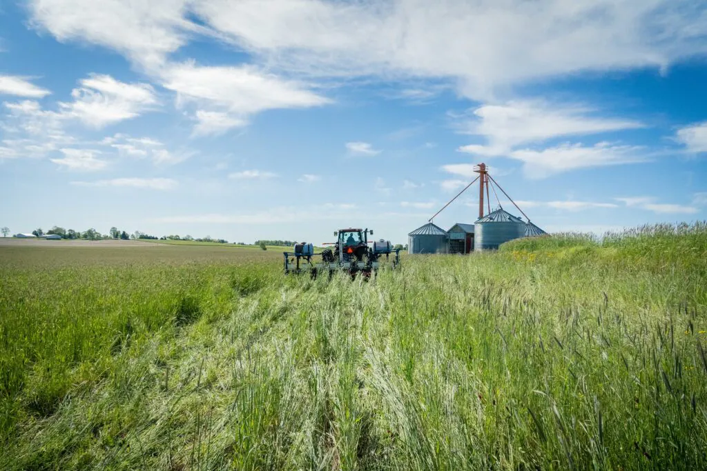 Zdjęcie: maszyna siejąca kukurydzę na pole z międzyplonami – uprawa bezorkowa