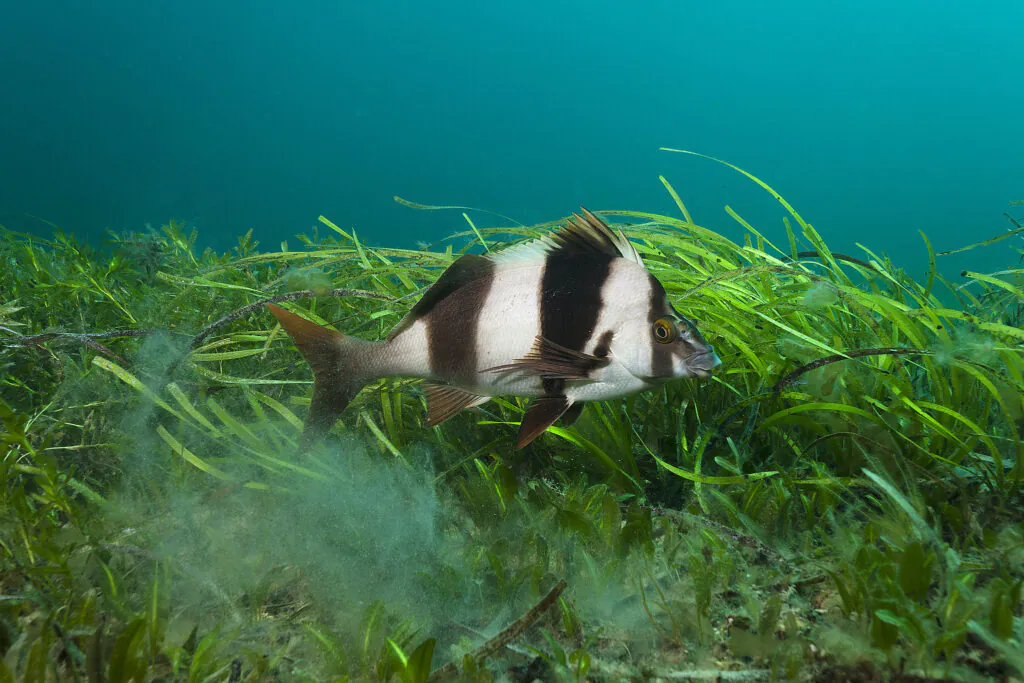 Zdjęcie: ryba w grube, czarno-białe pasy na tle morskich traw.