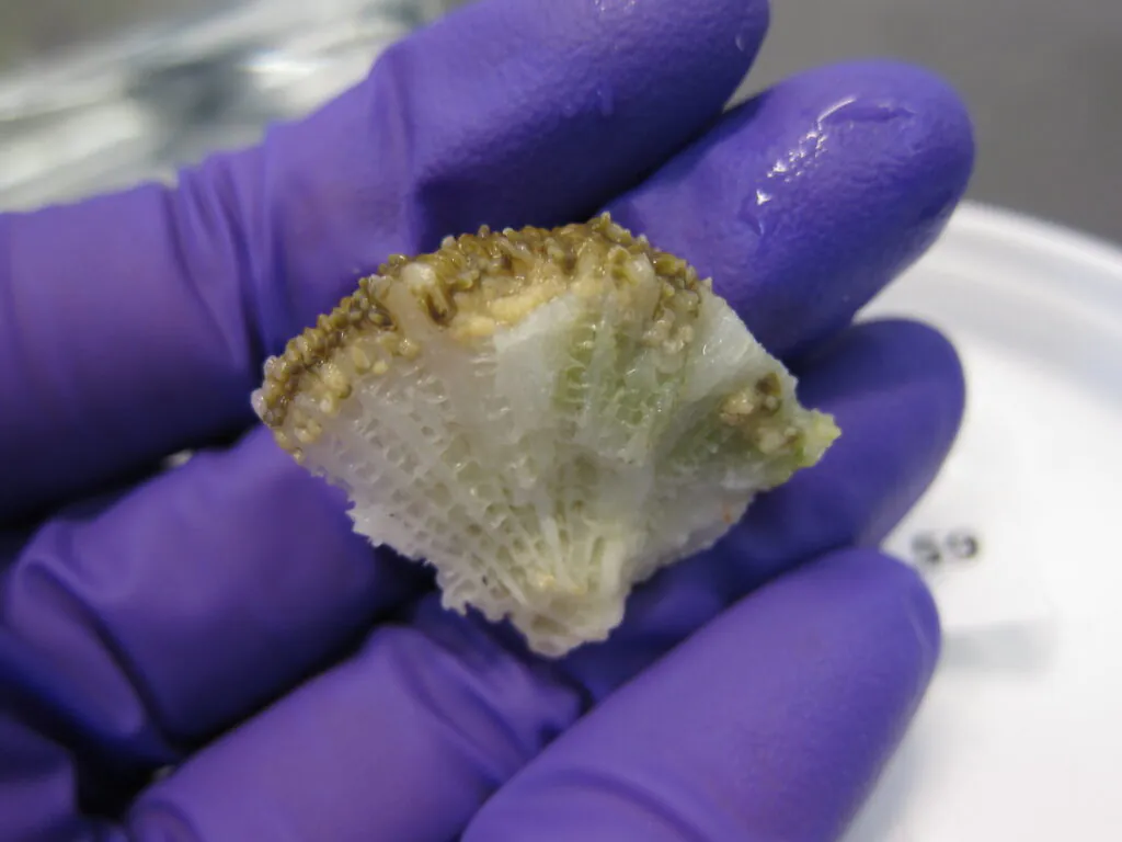 Zdjęcie: próbka korala trzymana w dłoni przez naukowca.