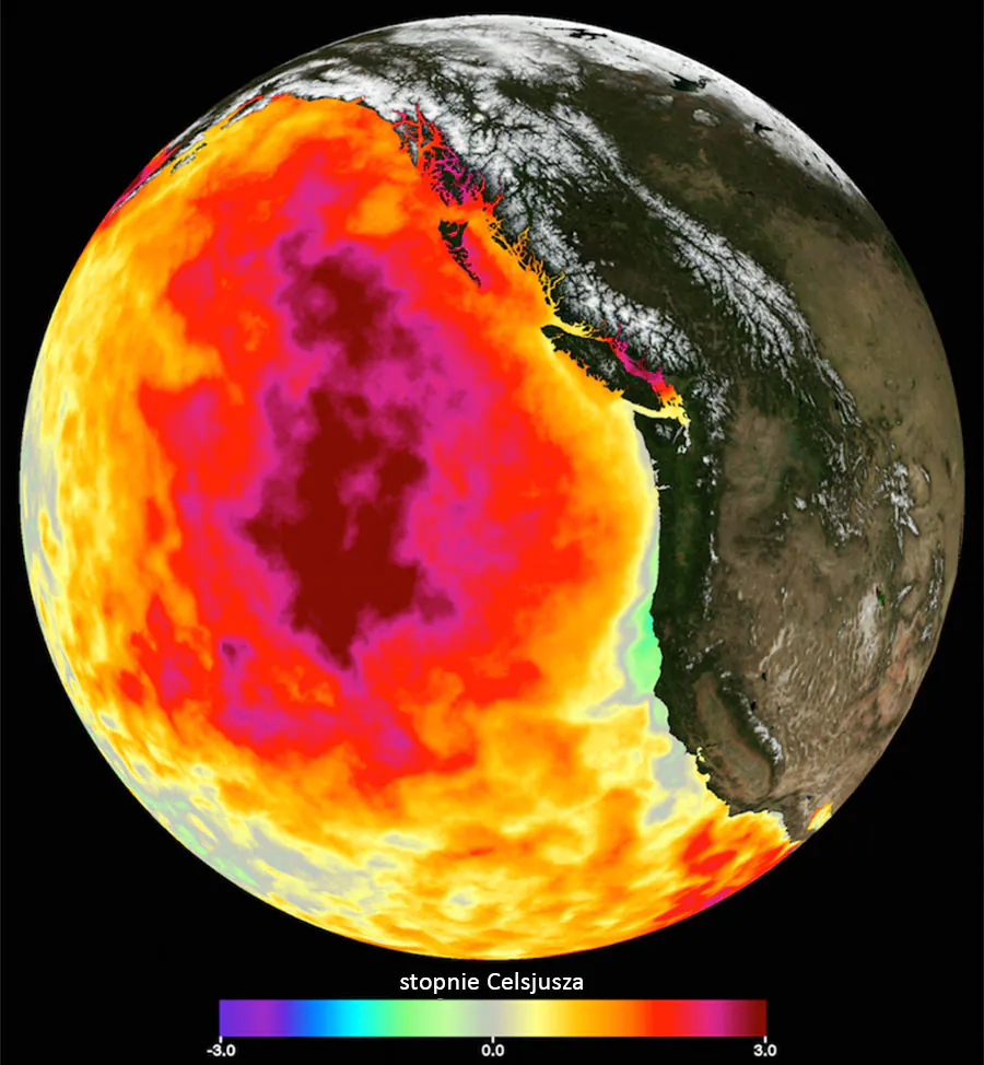 Mapa: anomalia miesięcznej średniej temperatury powierzchni morza w maju 2015, Ocean Spokojny.