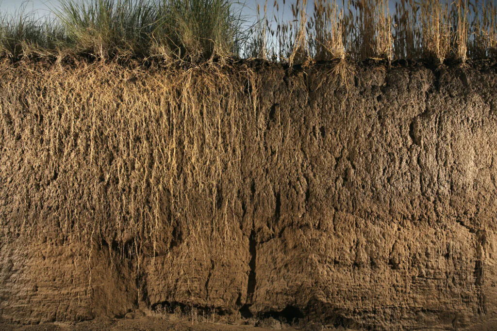 Przekrój przez glebę pokazujący system korzeniowy perzu sinego i pszenicy