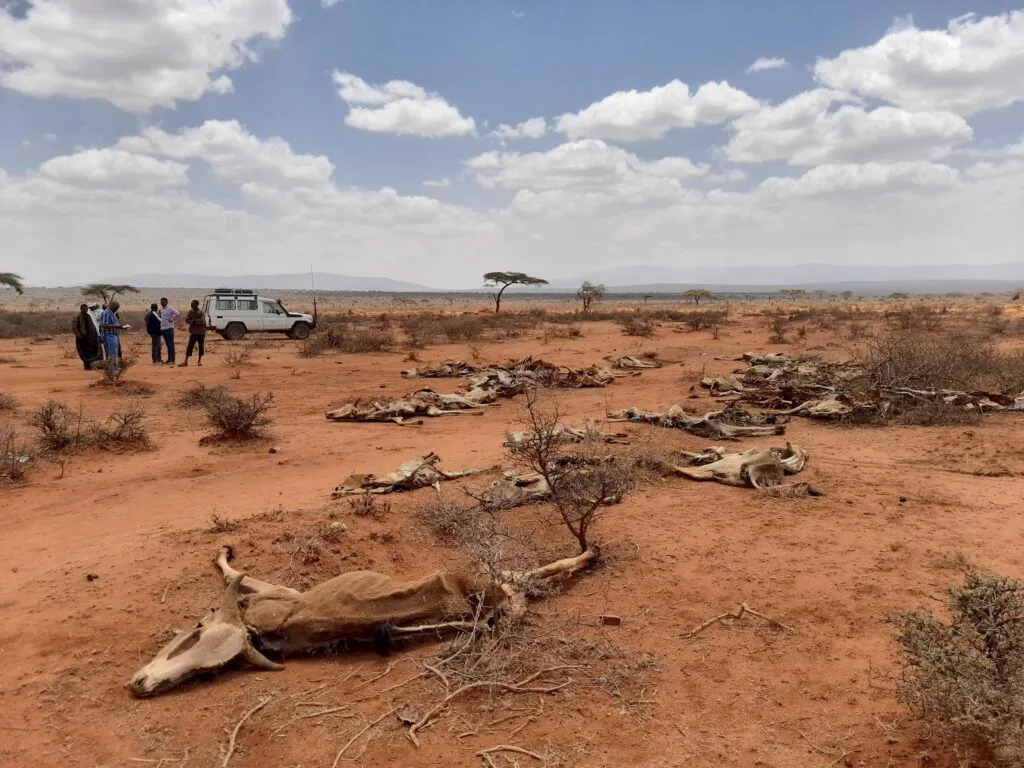 Zdjęcie: susza w Etiopii, widać wyschnięty, płaski krajobraz, schą glebę i resztki krzaków, między nimi obciągnięte skórą szkielety padłych krów.