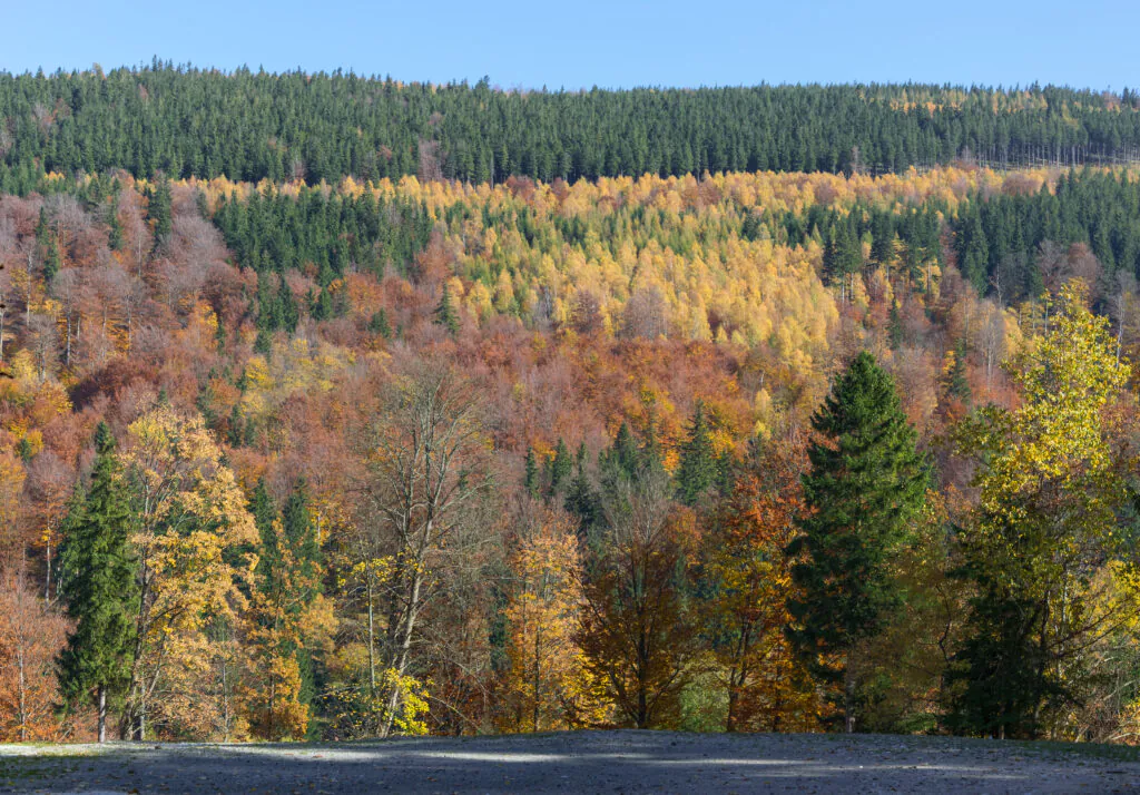 Polskie lasy: las mieszany w Sudetach, jesienią (drzewa iglaste pozostały zielone, liściaste są rude lub żółte). 